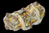 Fossil Fish (Ichthyodectes) Vertebrae - Kansas #136471-2